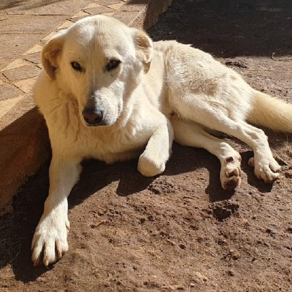 Ziguli' il timido cagnolino dal sorriso speciale  Foto 6