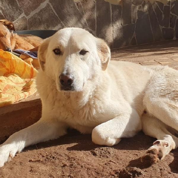 Ziguli' il timido cagnolino dal sorriso speciale  Foto 7