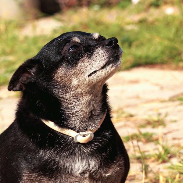 Nerina la peperina cicciottina  Foto 3