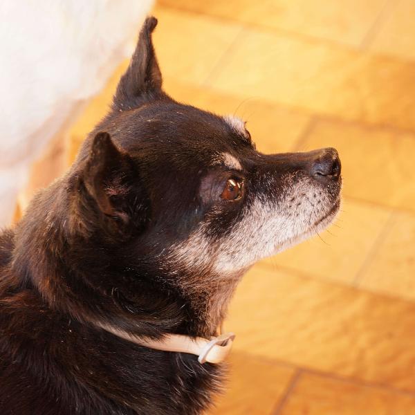 Nerina la peperina cicciottina  Foto 4