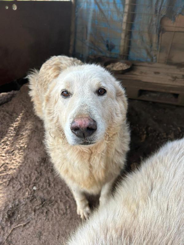 Bianca splendida simil maremmano cerca famiglia  Foto 2