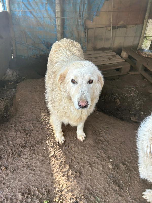 Bianca splendida simil maremmano cerca famiglia  Foto 3