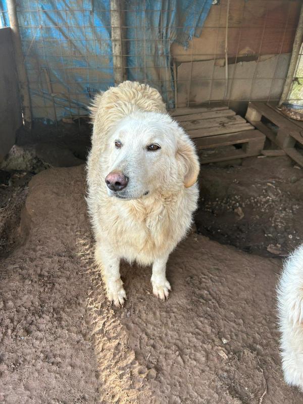 Bianca splendida simil maremmano cerca famiglia  Foto 4