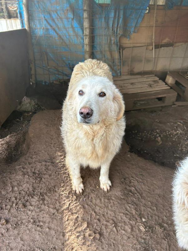 Bianca splendida simil maremmano cerca famiglia  Foto 5