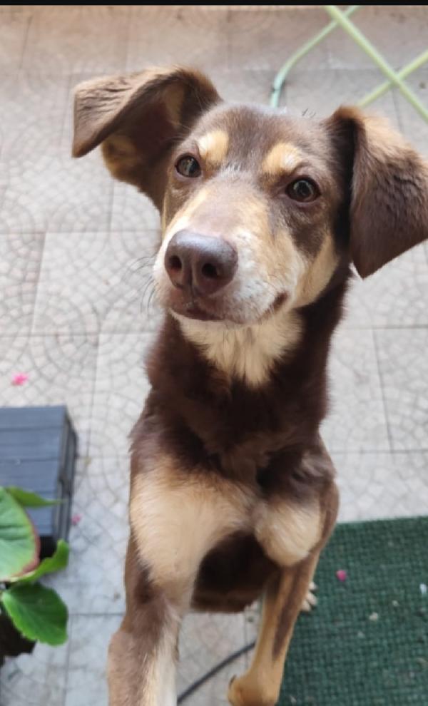 Stiggy 8Anni Tg Media Padrona Deceduta Milano