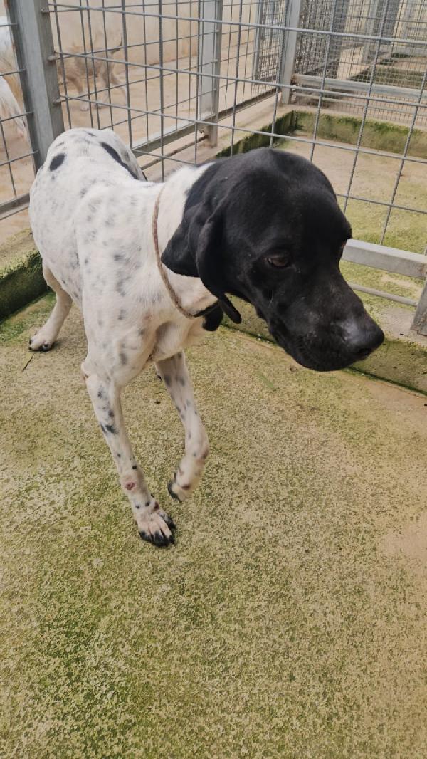 Valentino: pointerino dolcissimo con tutti  Foto 2