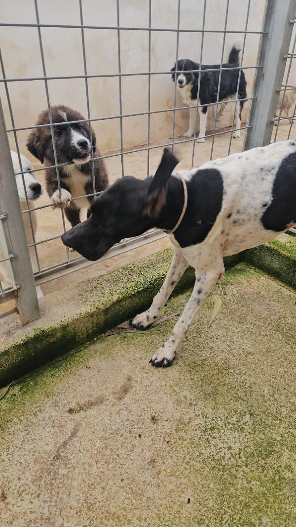 Valentino: pointerino dolcissimo con tutti  Foto 3