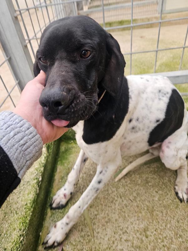 Valentino: pointerino dolcissimo con tutti  Foto 5