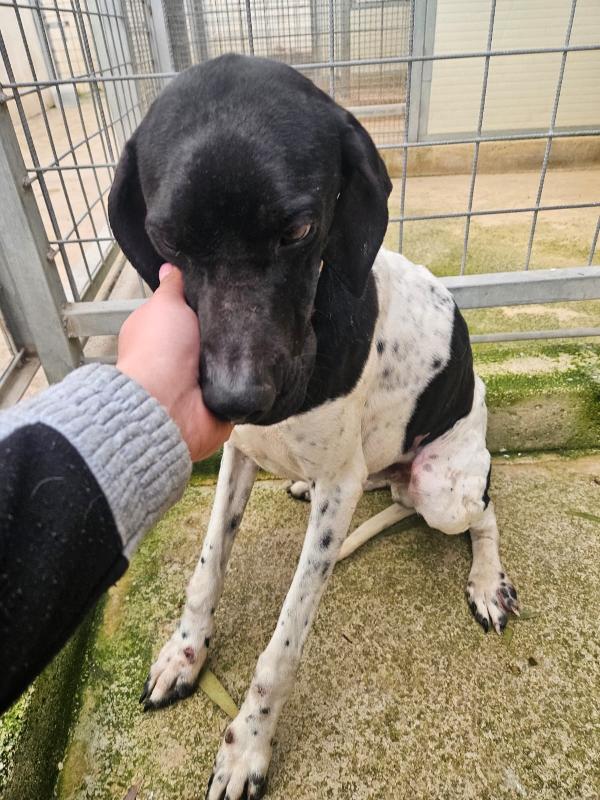 Valentino: pointerino dolcissimo con tutti  Foto 6