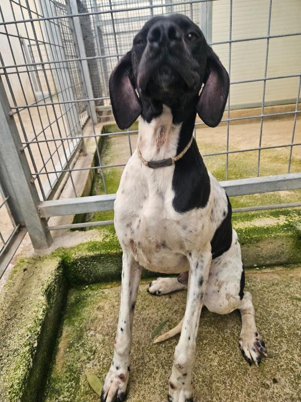 Valentino: pointerino dolcissimo con tutti  Foto 7