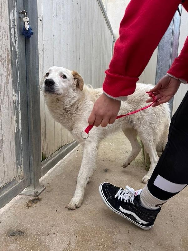 Ugo: cucciolone buonissimo con tutti Foto 5