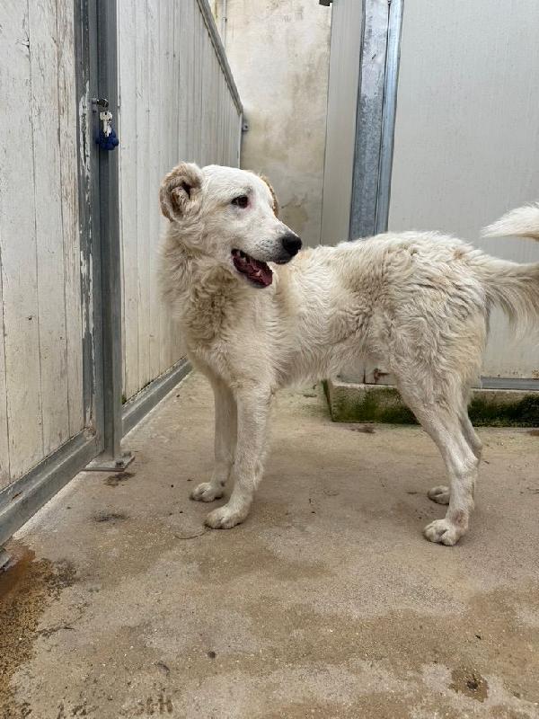 Ugo: cucciolone buonissimo con tutti Foto 6