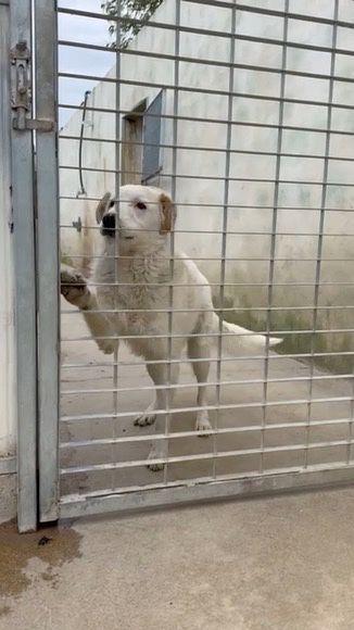 Ugo: cucciolone buonissimo con tutti Foto 7