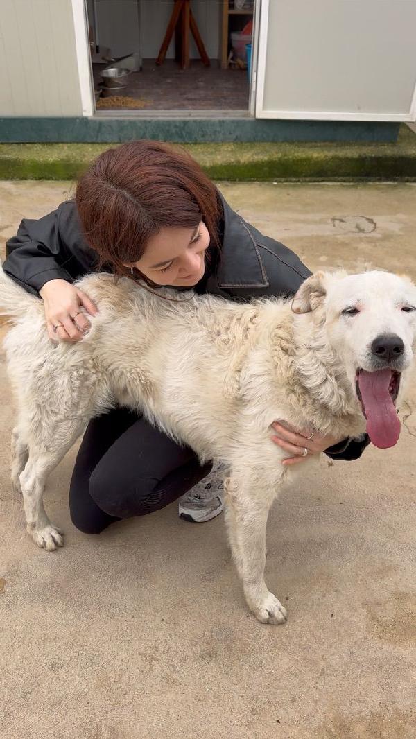 Ugo: cucciolone buonissimo con tutti Foto 8