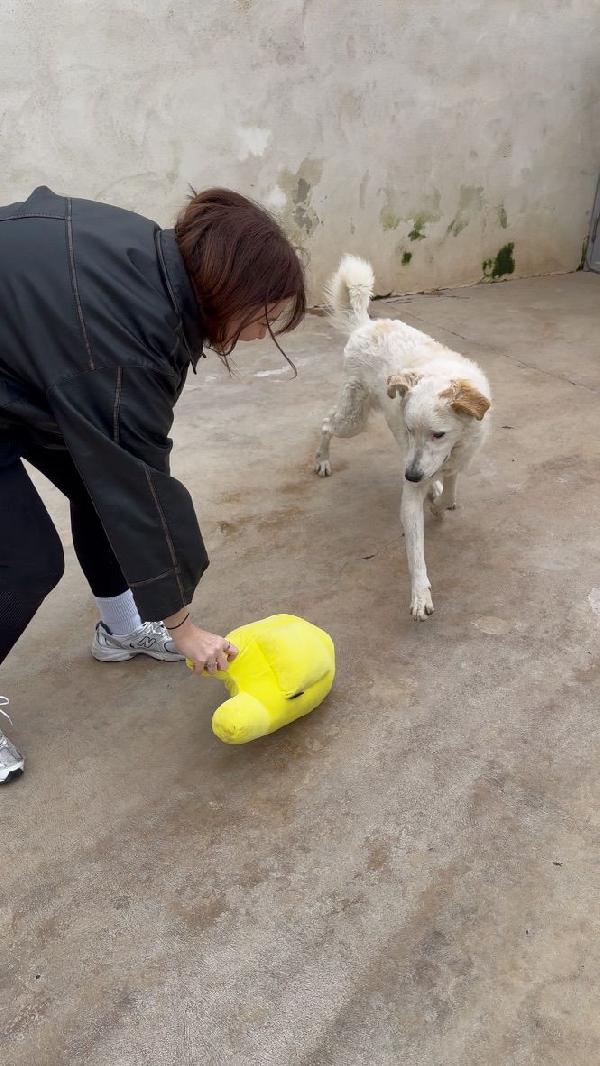 Ugo: cucciolone buonissimo con tutti Foto 9