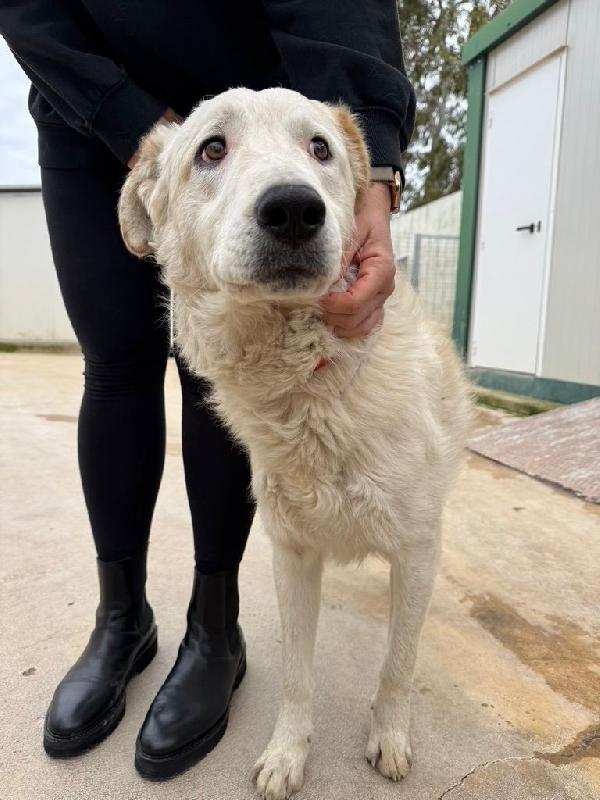 Ugo: cucciolone buonissimo con tutti Foto 10