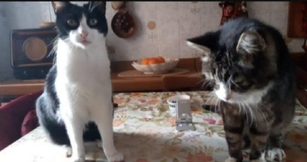 2Mici Anzianetti Rimasti Soli.pavia