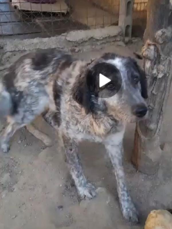 Yali 5anni,3anni di lager,salito 2anni fa.GARLASCO Foto 2