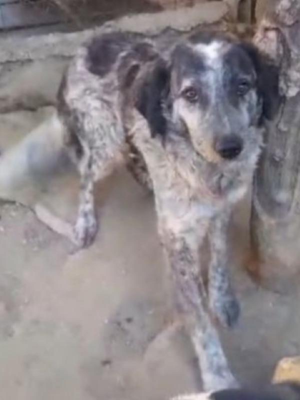 Yali 5anni,3anni di lager,salito 2anni fa.GARLASCO Foto 3