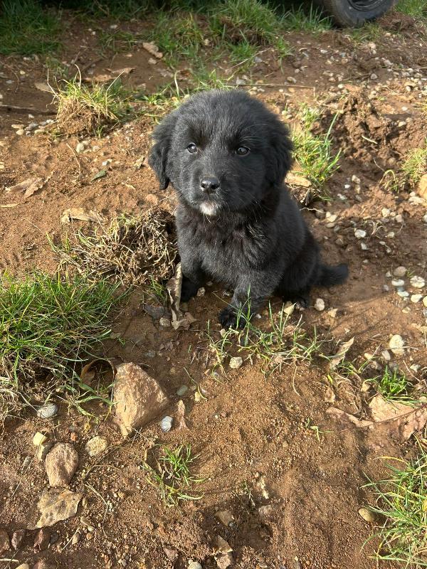 Nerino Splendido Dolce Cucciolo Cerca Casa 