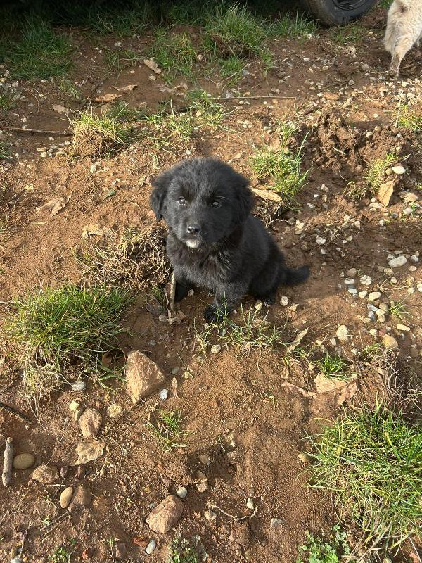 Nerino splendido dolce cucciolo cerca casa  Foto 2