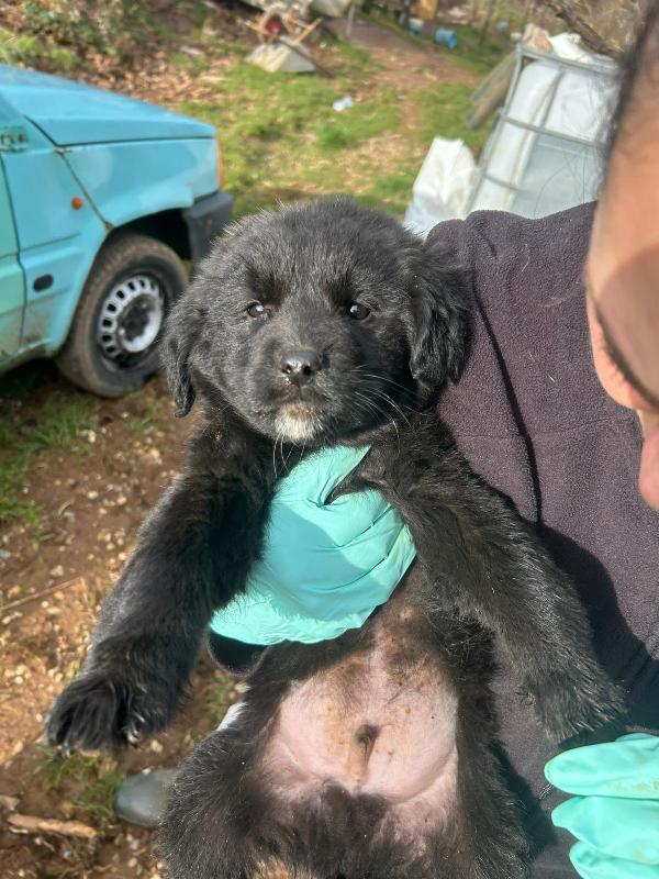 Nerino splendido dolce cucciolo cerca casa  Foto 3