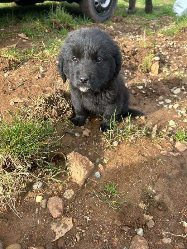 Nerino splendido dolce cucciolo cerca casa  Foto 4