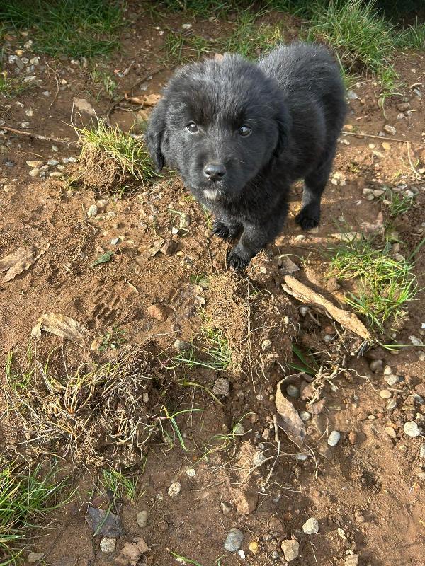 Nerino splendido dolce cucciolo cerca casa  Foto 7