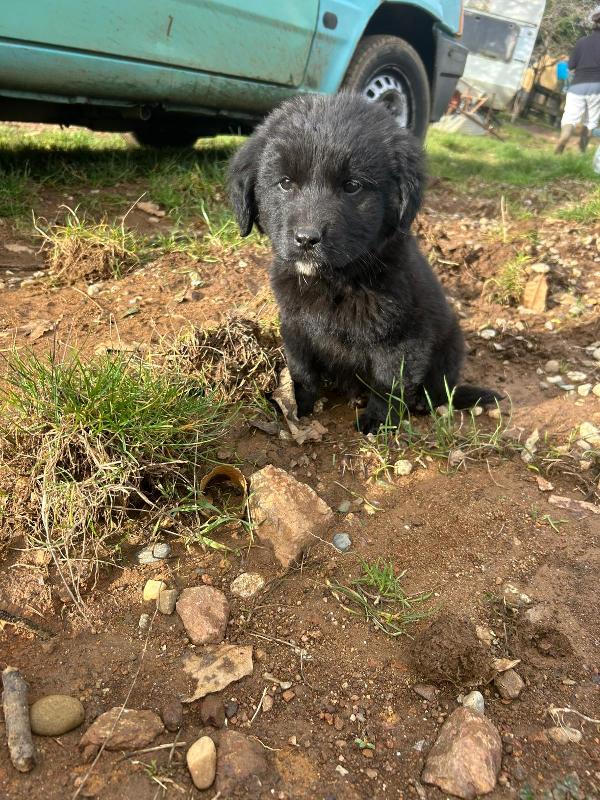 Nerino splendido dolce cucciolo cerca casa  Foto 8