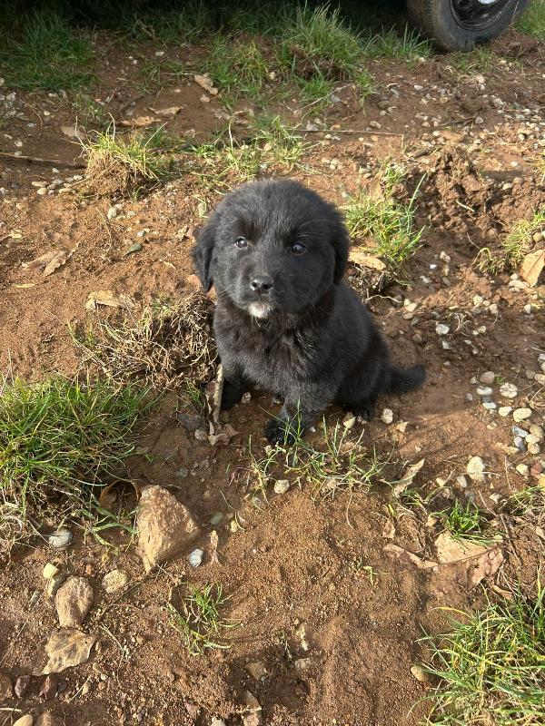 Nerino splendido dolce cucciolo cerca casa  Foto 9