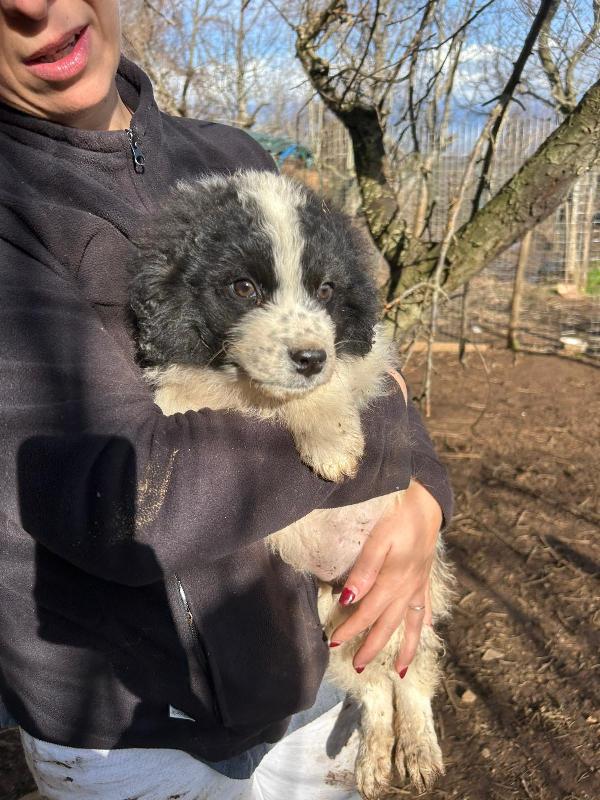 Panda meraviglioso dolce cucciolo cerca famiglia  Foto 3