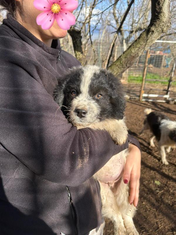 Panda meraviglioso dolce cucciolo cerca famiglia  Foto 4