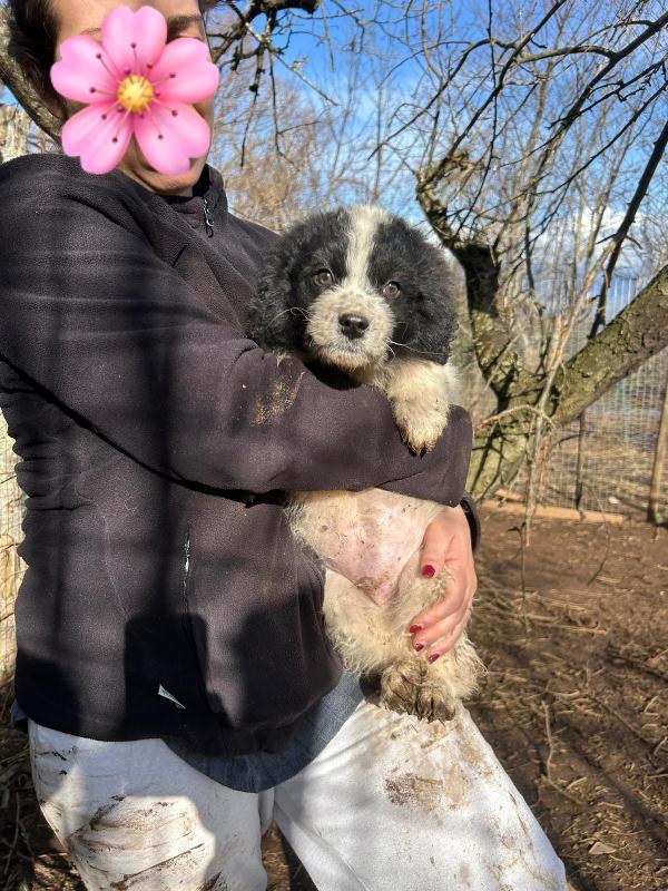 Panda meraviglioso dolce cucciolo cerca famiglia  Foto 5
