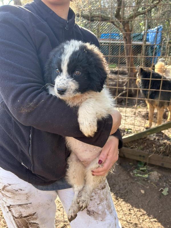 Panda meraviglioso dolce cucciolo cerca famiglia  Foto 6