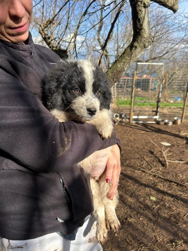 Panda meraviglioso dolce cucciolo cerca famiglia  Foto 7