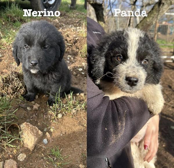 Due Cuori, Un Solo Sogno: Una Famiglia 