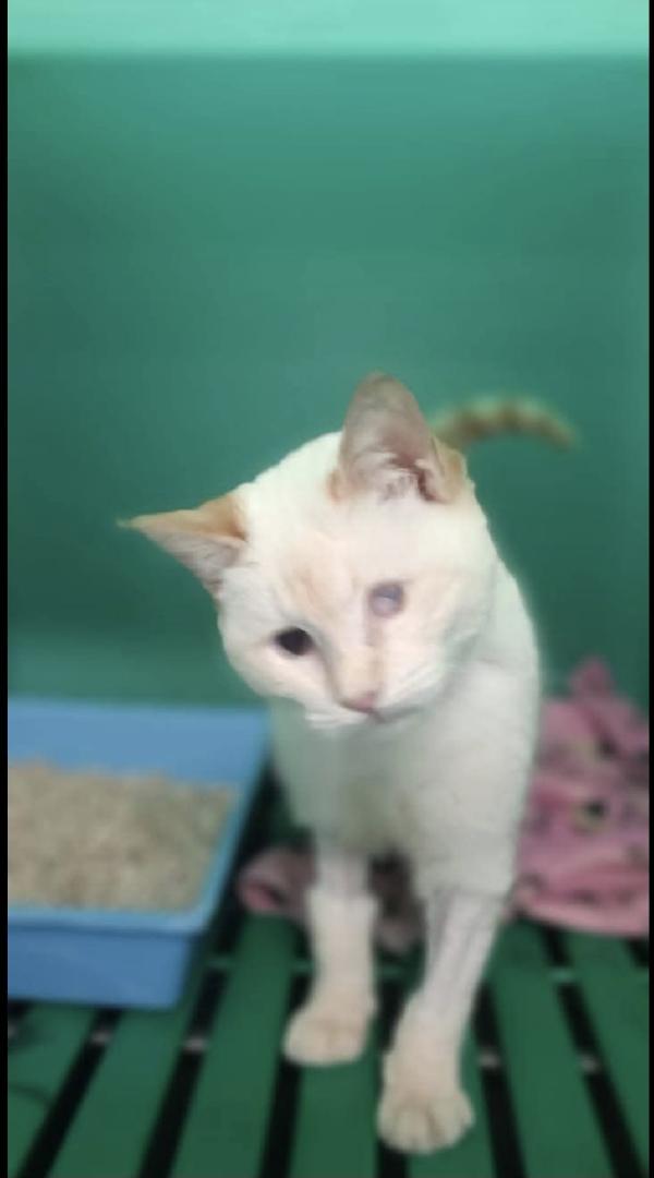 LUCILLA gattina 3 mesi cerca casa - adozione del cuore Foto 2