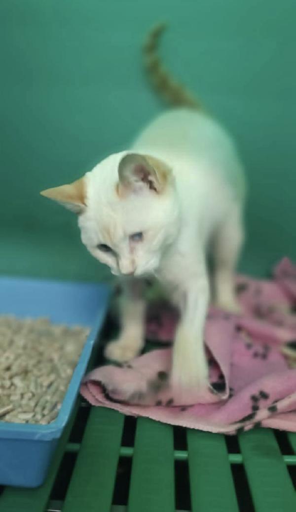 LUCILLA gattina 3 mesi cerca casa - adozione del cuore Foto 3