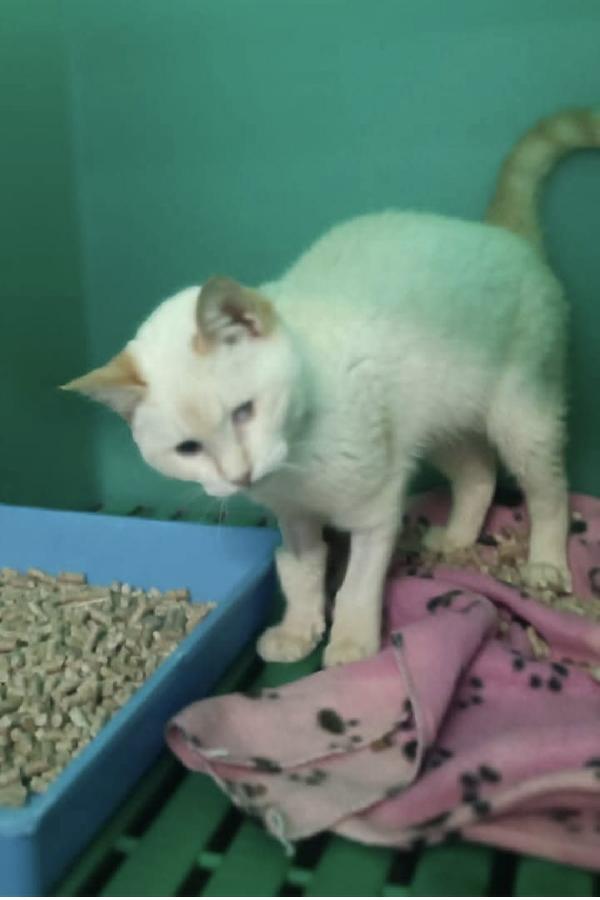 LUCILLA gattina 3 mesi cerca casa - adozione del cuore Foto 4