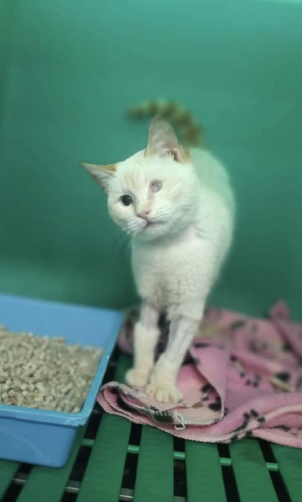 LUCILLA gattina 3 mesi cerca casa - adozione del cuore Foto 5