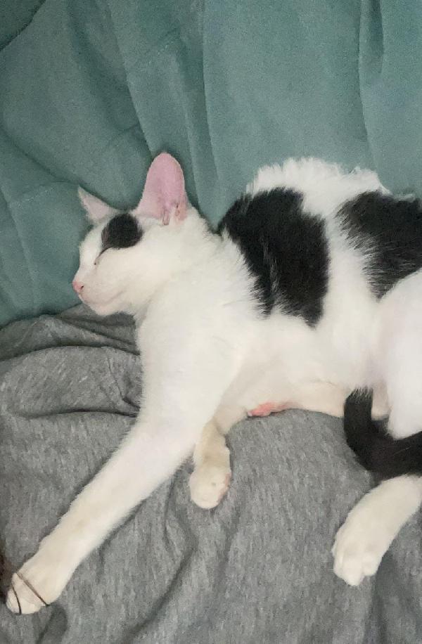 IL DOLCE GATTO Foto 2