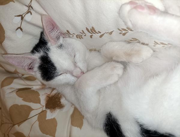 IL DOLCE GATTO Foto 3