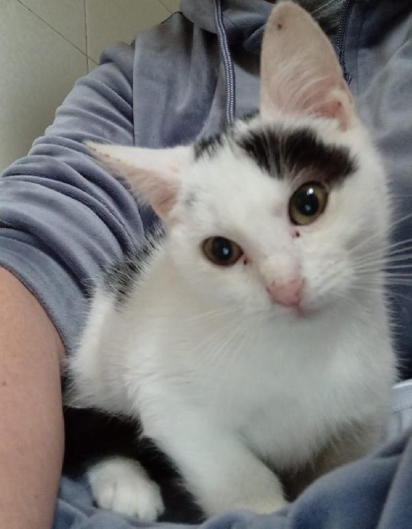 IL DOLCE GATTO Foto 5