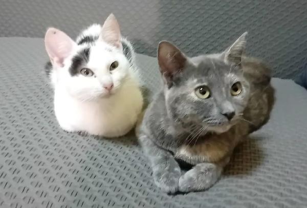 IL DOLCE GATTO Foto 6