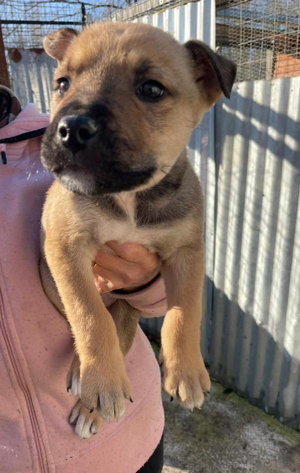 IL TENERO MUFFIN Foto 2