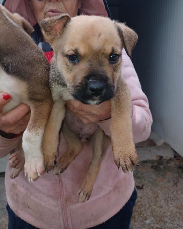 IL TENERO MUFFIN Foto 7