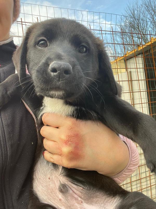 MAX MIX LABRADORINO Foto 4