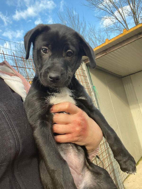 VITTORIA SIMIL LABRADORINA Foto 4