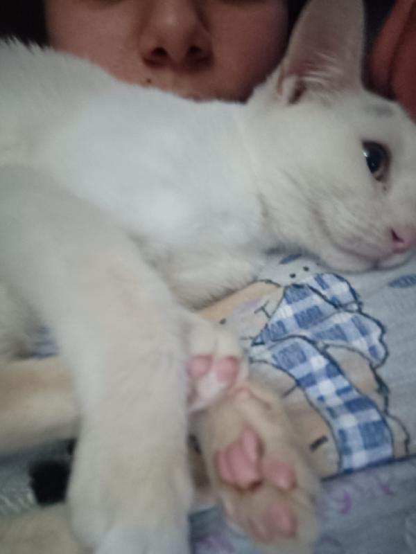 IL TENERO BIANCO Foto 2