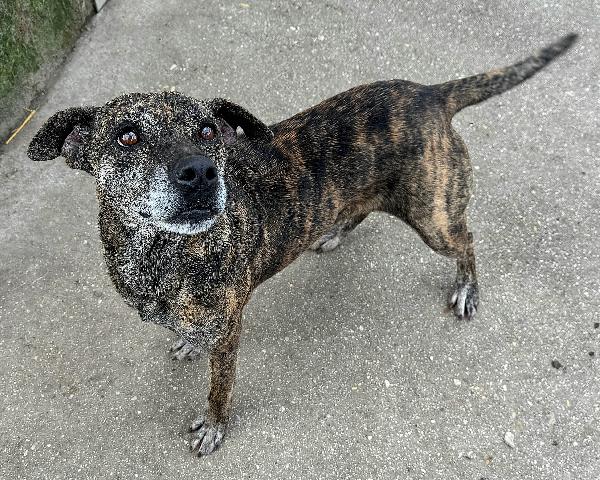 Anissa 7 anni Taglia media piccola  Foto 2